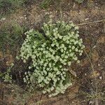 Teucrium expassum Hábitos