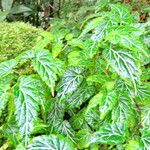 Begonia vareschii Leht