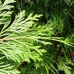 Calocedrus decurrens Leht