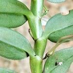 Angraecum angustipetalum Leaf