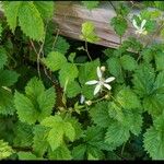 Rubus ursinus Leaf