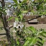 Malus domesticaПлід