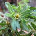 Pectis prostrata Flower