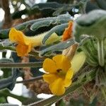 Senecio crassissimus Flower