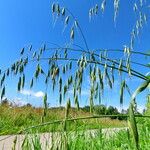 Avena fatua Costuma