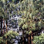 Pinus patula 葉
