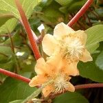 Actinidia chinensis Blomma