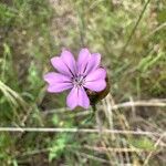 Petrorhagia nanteuilii Flower