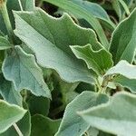 Solanum nigriviolaceum Leaf