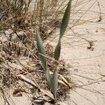 Pancratium maritimum L. পাতা