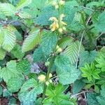 Lamium galeobdolonFlower