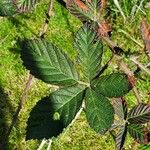 Rubus armeniacus Liść