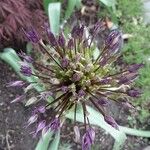 Allium nigrum Квітка