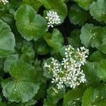 Cardamine asarifolia Fula