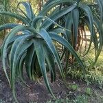 Aloe thraskii Hostoa