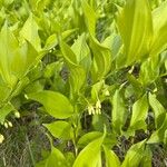 Polygonatum latifolium Flower