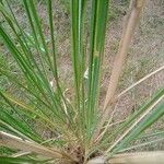 Tripidium ravennae পাতা