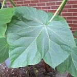 Paulownia tomentosaBlad