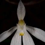 Caladenia catenata Flower