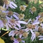 Galatella sedifolia Flower