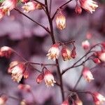 Heuchera sanguinea Fleur