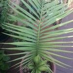 Ravenea rivularis Lapas