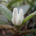 Psychotria fuscopilosa Flor