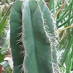Isolatocereus dumortieri Hoja