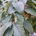 Acer davidii Feuille