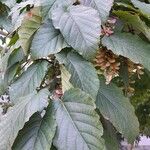 Acer davidii Folha