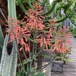 Aloe grandidentata Květ