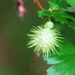 Ribes roezlii Flower