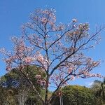 Jacaranda mimosifolia Flor