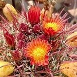 Ferocactus pilosus Кветка