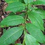 Cestrum nocturnumLeaf