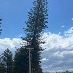 Araucaria columnarisЛист
