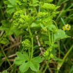 Alchemilla glabra Kwiat