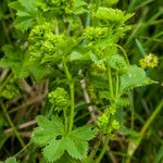 Alchemilla glabra Λουλούδι