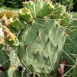 Opuntia engelmannii خشب