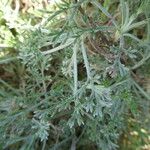 Artemisia campestris Cortiza