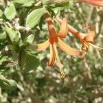 Anisacanthus thurberi Flor