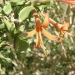 Anisacanthus thurberi Flower