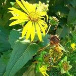 Silphium perfoliatum Blomma