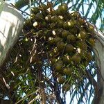 Acrocomia aculeata Fruto