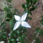 Hyperacanthus grevei Flower