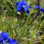Gentiana sierrae Flower