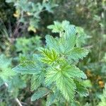 Ribes magellanicum Hoja