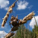 Bromus secalinus Ffrwyth