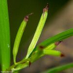 Eria rostriflora Bark