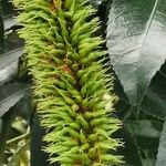 Cunonia capensis Flor